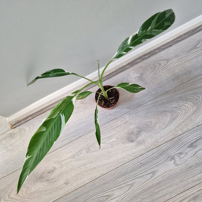 Musa Florida Rare Houseplant approx 40cm tall 10.5cm pot