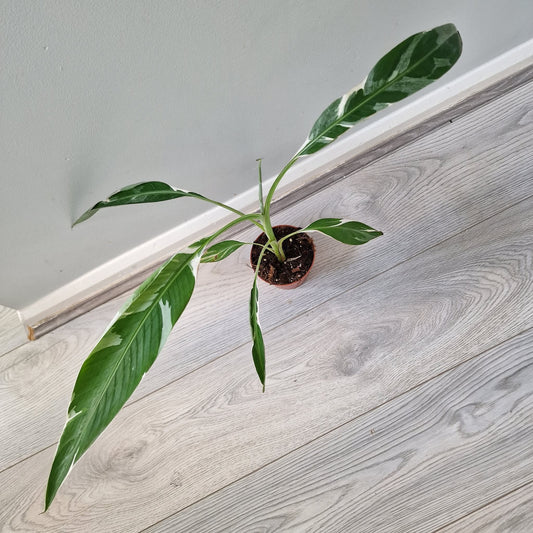 Musa Florida Rare Houseplant approx 40cm tall 10.5cm pot