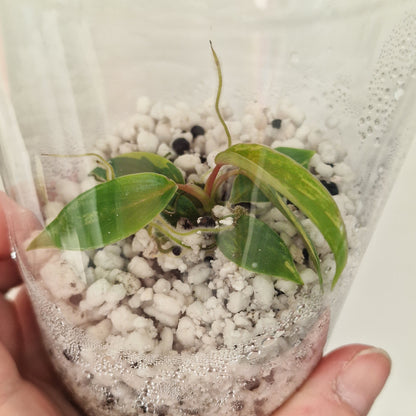 Philodendron Joepii Variegated – Exact Plant #4