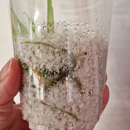 Pre-order Monstera Bulbasaur – Young TC Plantlet Exact Plant (1-14)