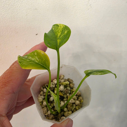 Monstera Aurea – Exact Plant No. 4 - See Description