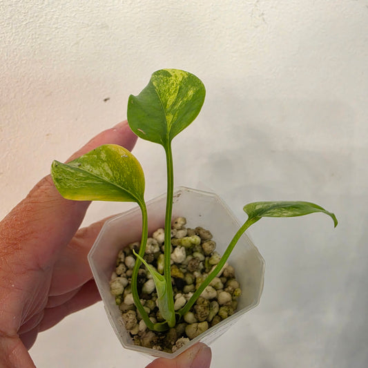 Monstera Aurea – Exact Plant No. 4 - See Description
