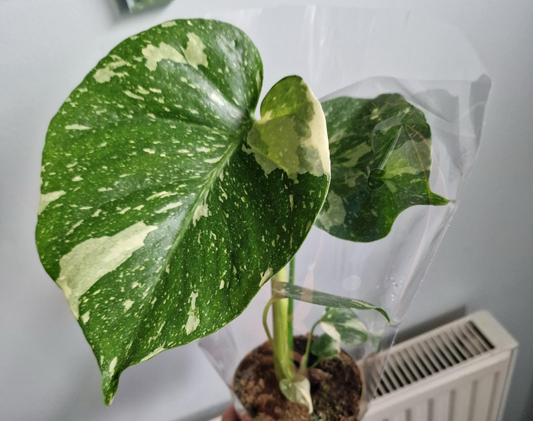 Monstera Thai Constellation Rare Houseplant 11cm pot