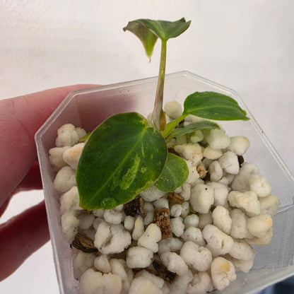 Philodendron Verrucosum Mint Variegata – Exact Plant #1
