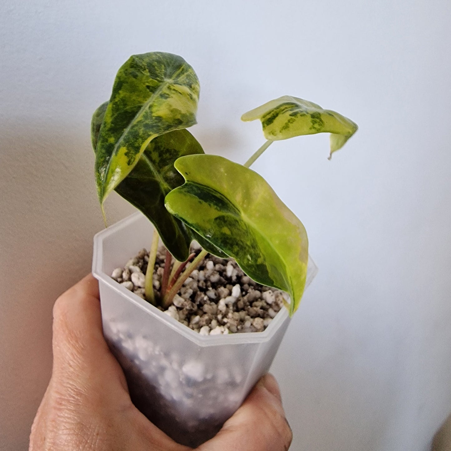 Alocasia Suhirmaniana Aurea Variegation – Exact Plant (6)