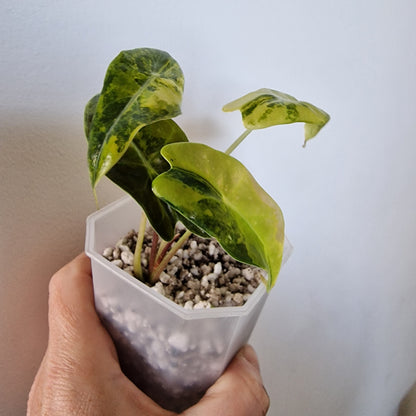 Alocasia Suhirmaniana Aurea Variegation – Exact Plant (6)