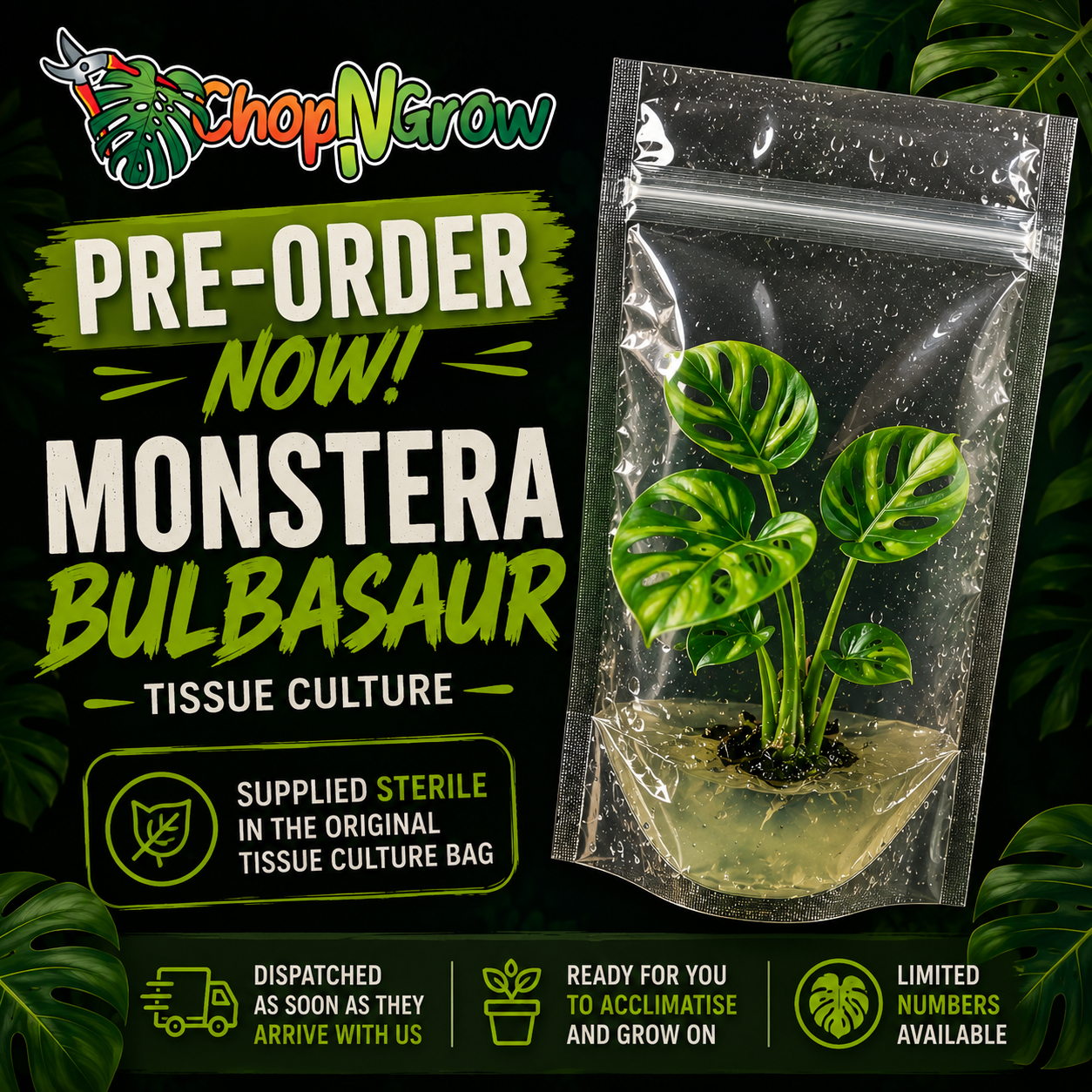 Monstera Bulbasaur Tissue Culture Pre-Order | Sterile Plant in Bag