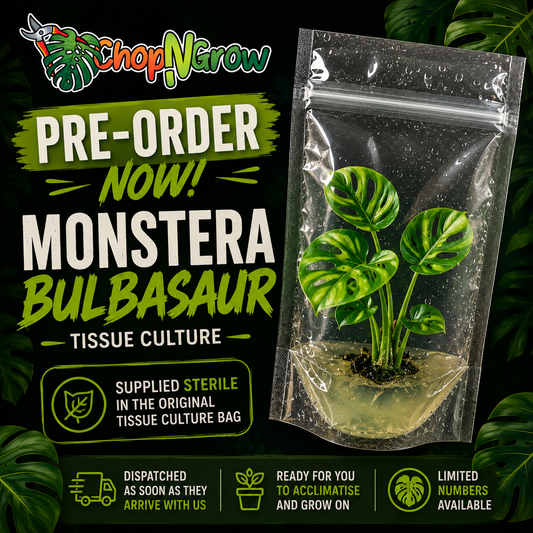 Monstera Bulbasaur Tissue Culture Pre-Order | Sterile Plant in Bag