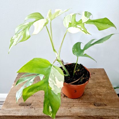 Rhaphidophora Tetrasperma Houseplant 10.5cm pot (3)