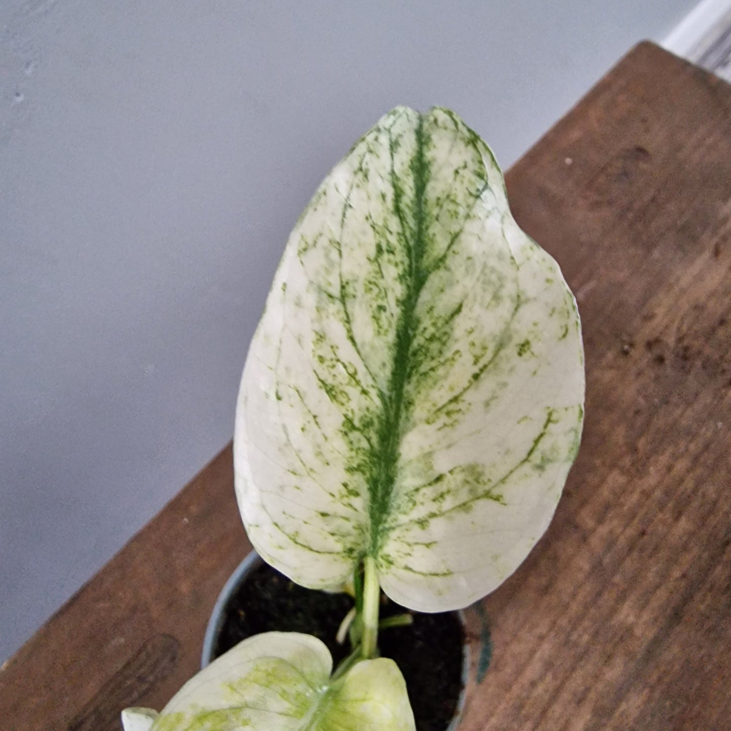 Monstera Mint Rare Houseplant 6cm pot (1)