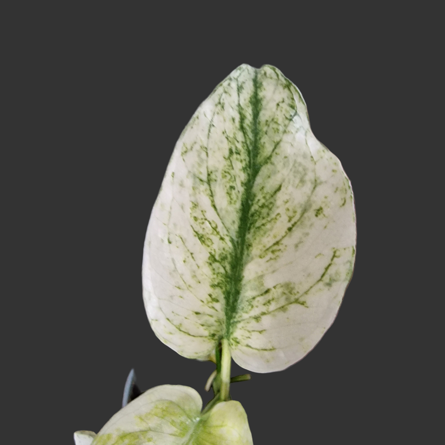 Monstera Mint Rare Houseplant 6cm pot (1)