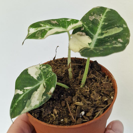 Alocasia Black Velvet Variegata – 7cm Pot (#4)