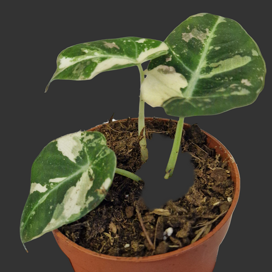 Alocasia Black Velvet Variegata – 7cm Pot (#4)