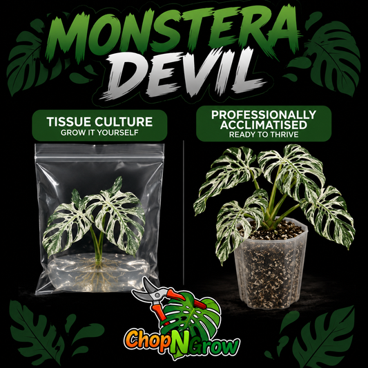 Monstera Devil Premium Tissue Culture UK | A-Grade High Variegation Pre-Order see description