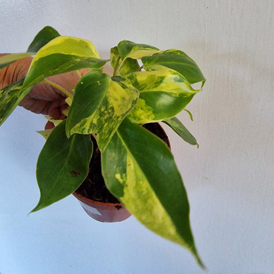 Philodendron Burle Marx Variegata Rare Houseplant 9cm pot
