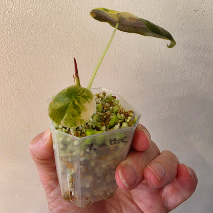 Alocasia Cuprea ‘Latte Gold’ – Acclimatised Tissue Culture | Exact Plant #1