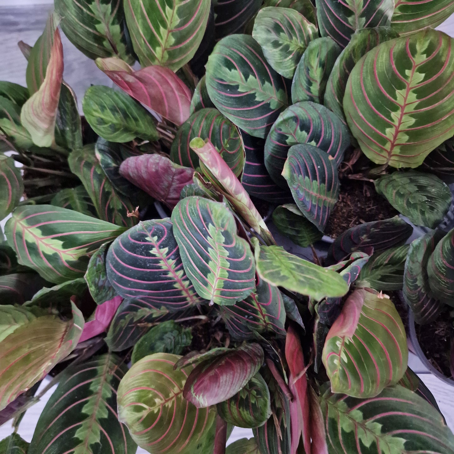 Maranta Leuconeura Tricolor Rare Houseplant 12cm pot