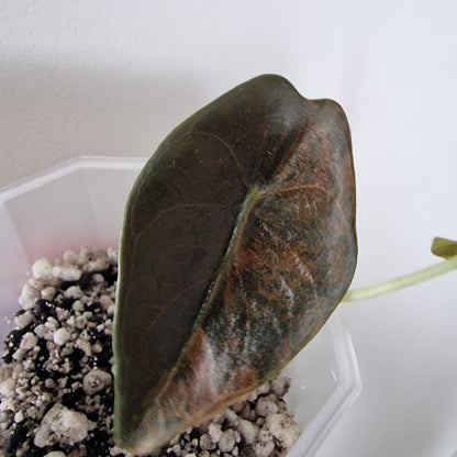 Alocasia Sedenii Variegated – Exact Plant (#1)