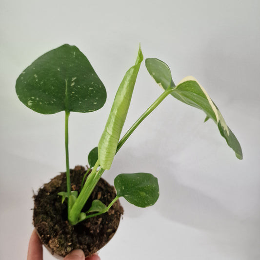 Monstera Thai Constellation Rare Houseplant 11cm pot (1f)