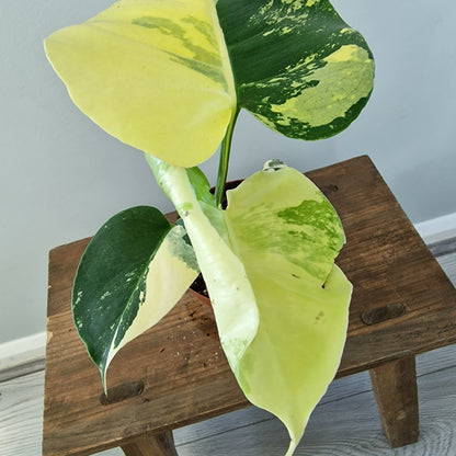Monstera Deliciosa Aurea – 12cm Pot (#5)
