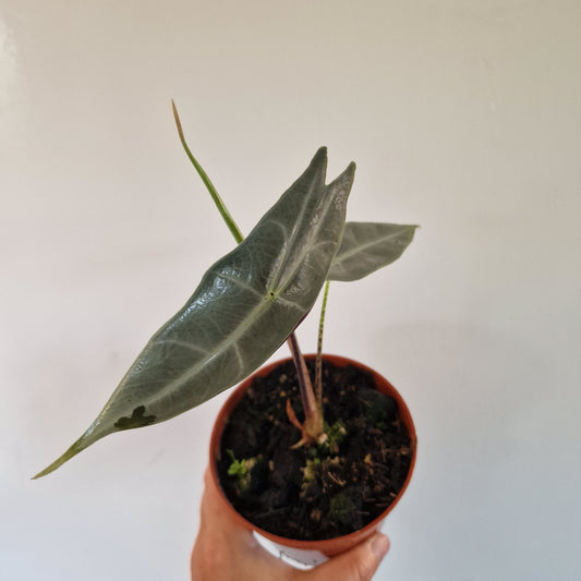 Alocasia Longiloba Silver Rare Houseplant 10.5cm pot