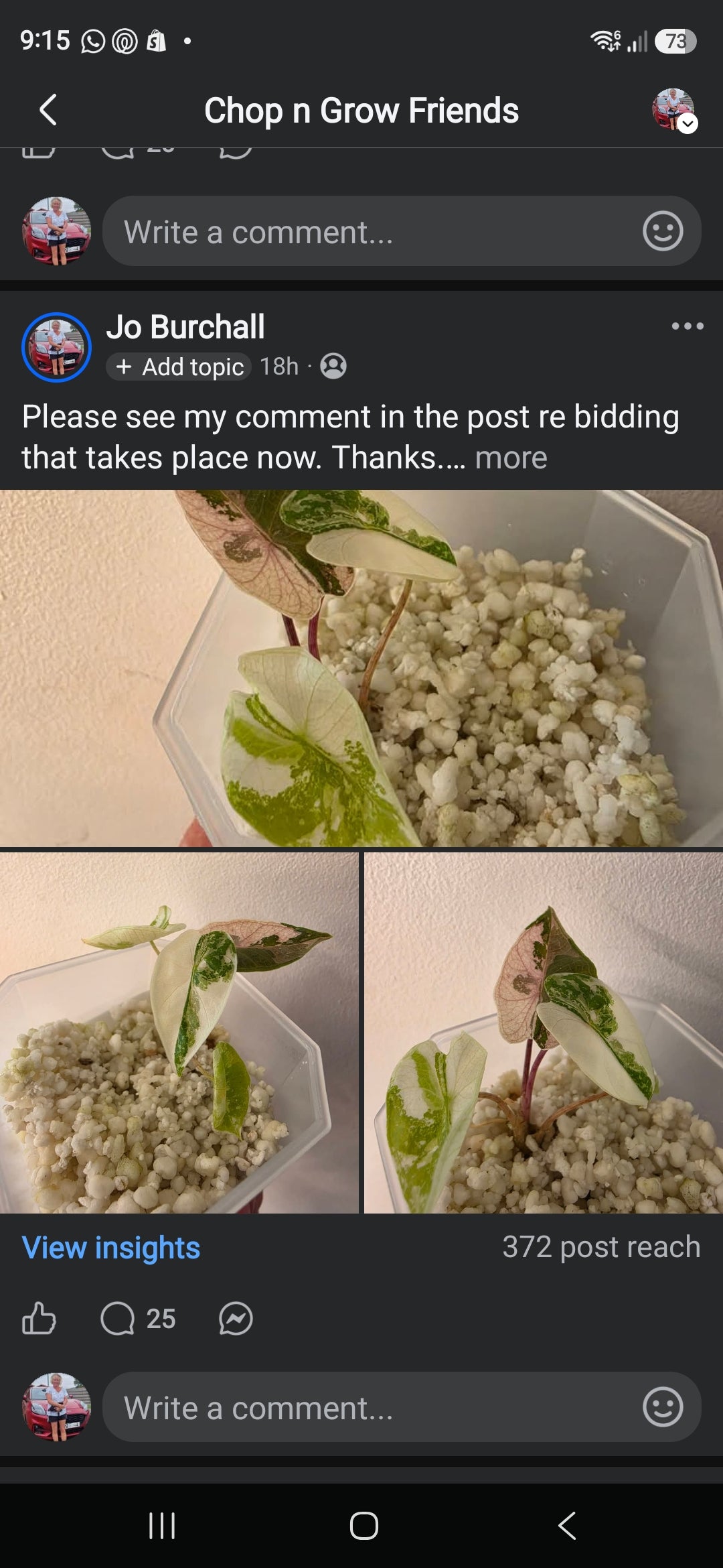Sunday CnG Sale - Helen Alocasia Pseudo