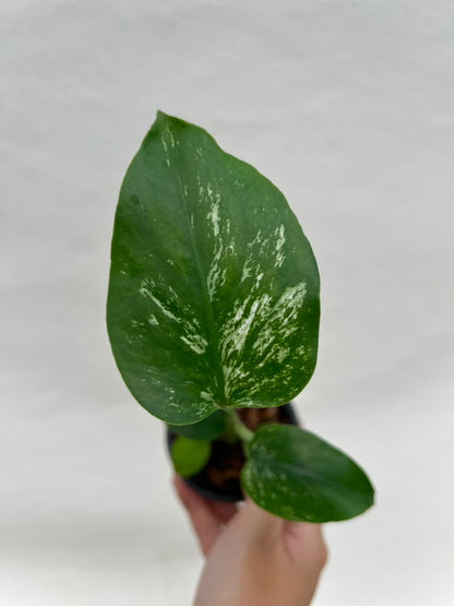 Pre-Order Monstera Devil – Fresh UK Arrival (10cm Pot)