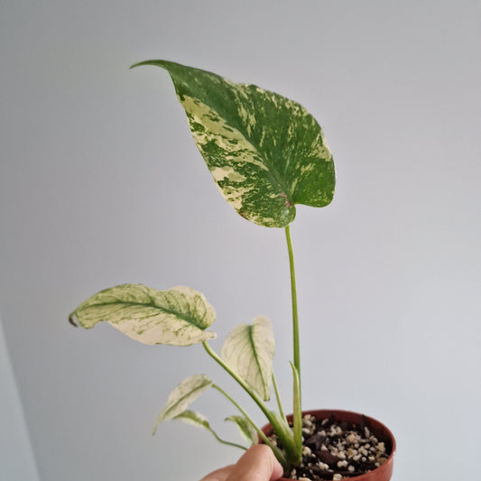 Monstera Thai Constellation Rare Houseplant 10.5cm pot (c)