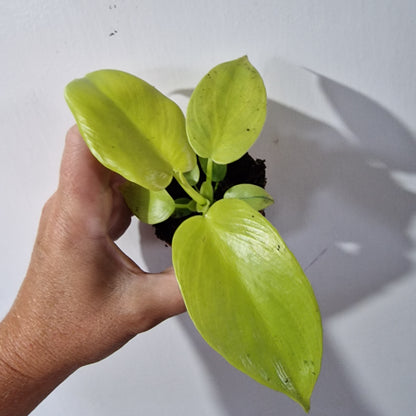 Philodendron Lemon / Lime Baby Houseplant 6cm pot