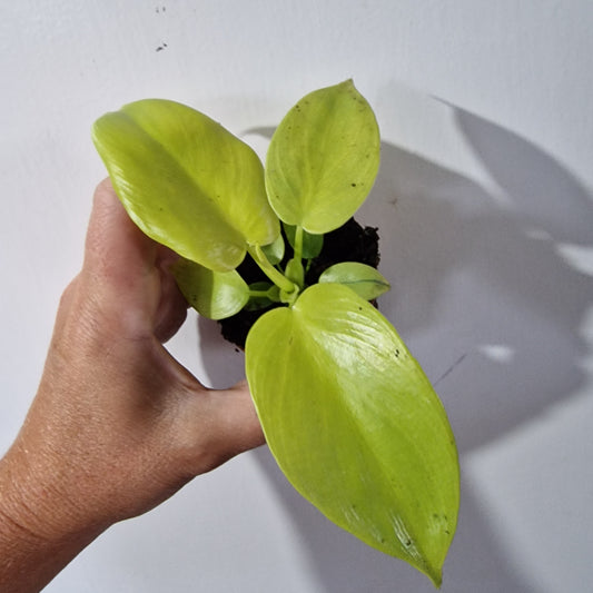Philodendron Baby Houseplant 6cm pot
