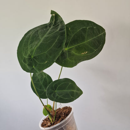 Ecuagenera Rehab Anthurium forgetii (16)