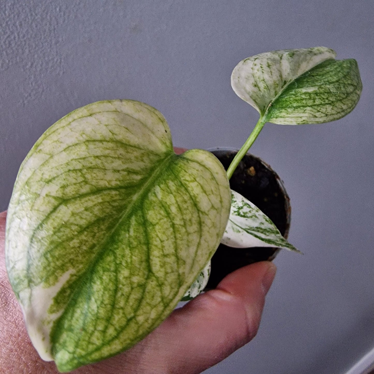 Monstera Mint Rare Houseplant 6cm pot (2)