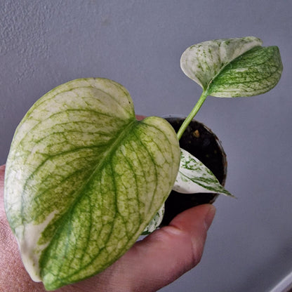 Monstera Mint Rare Houseplant 6cm pot (2)
