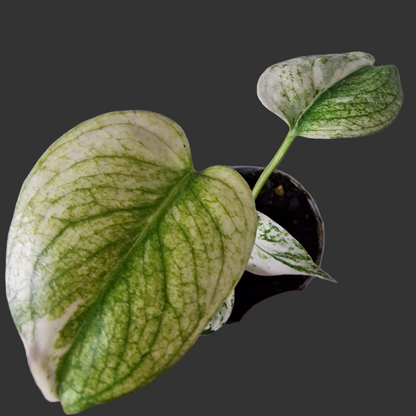 Monstera Mint Rare Houseplant 6cm pot (2)