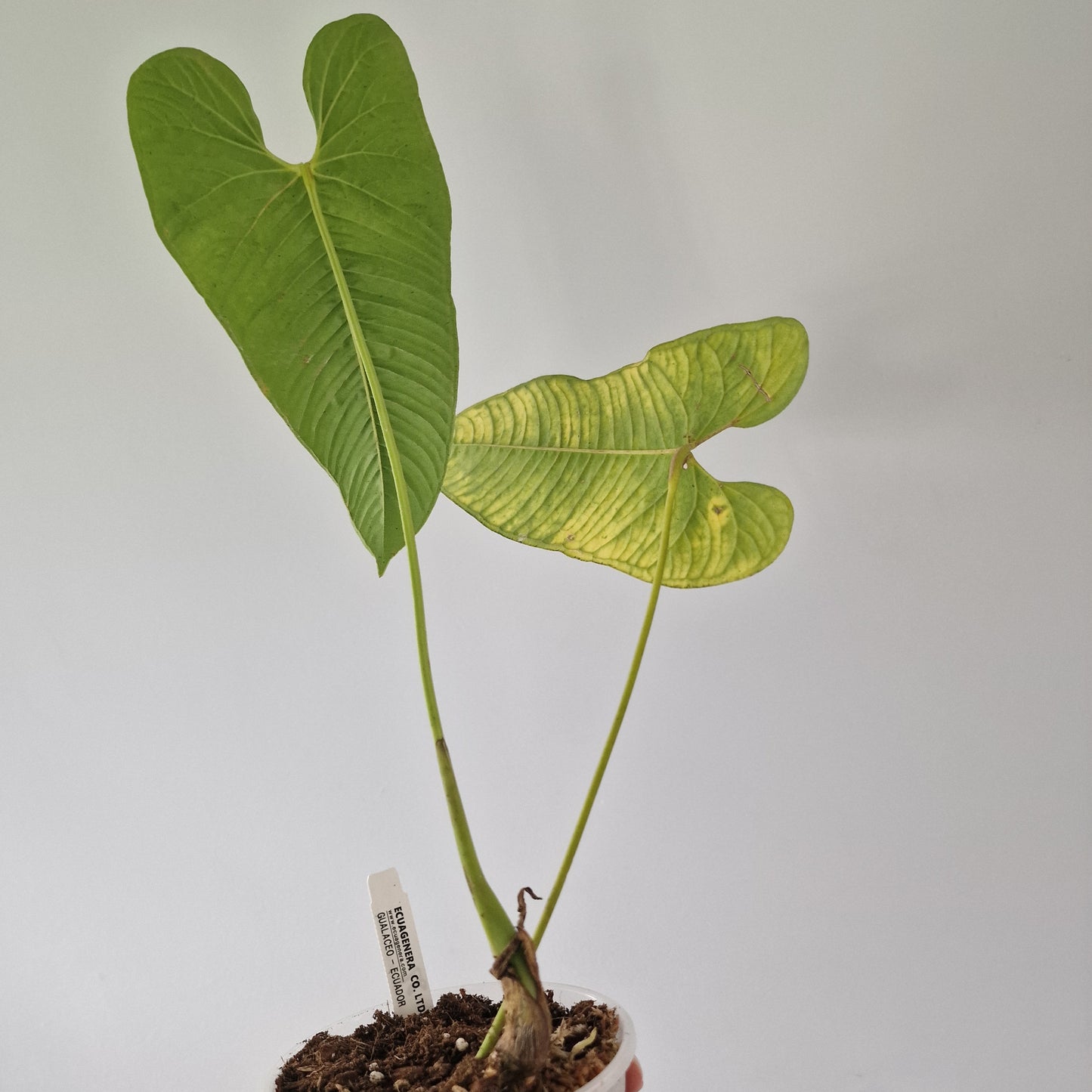 Ecuagenera Rehab Philodendron argyrostachyum