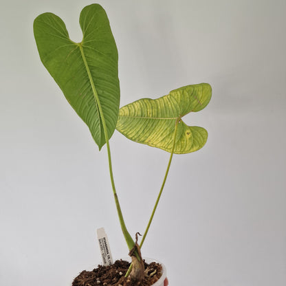 Ecuagenera Rehab Philodendron argyrostachyum