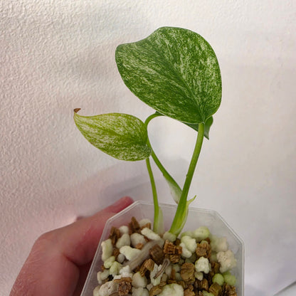 Monstera Deliciosa Thai Mint – Exact Plant #3