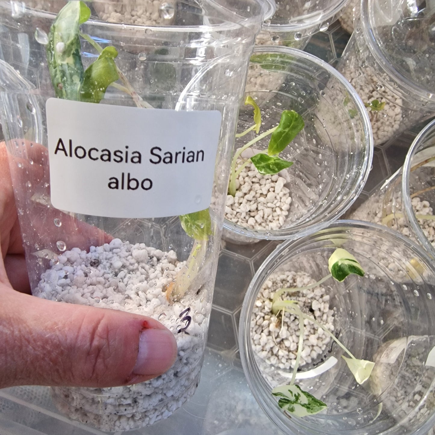 Tissue Culture Plant - Pre-order - please see description