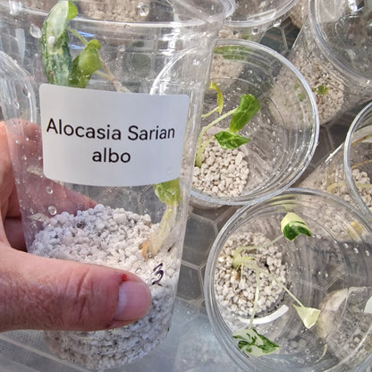 Tissue Culture Plant - Pre-order - please see description
