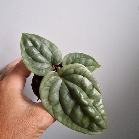 Anthurium Luxurians Houseplant 6cm pot