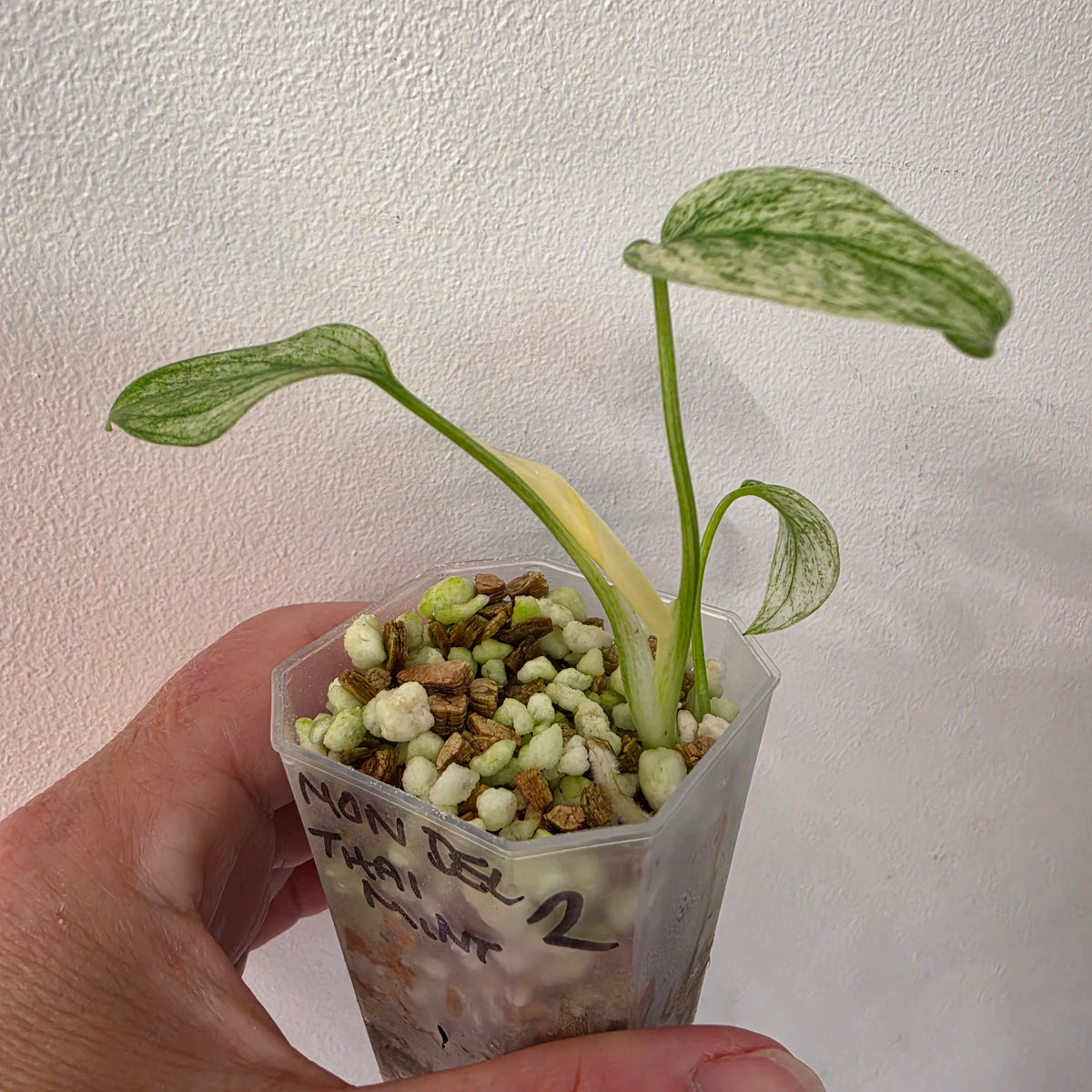 Monstera Deliciosa Thai Mint – Exact Plant #2