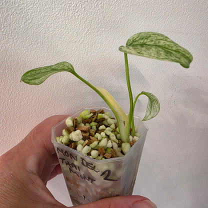 Monstera Deliciosa Thai Mint – Exact Plant #2
