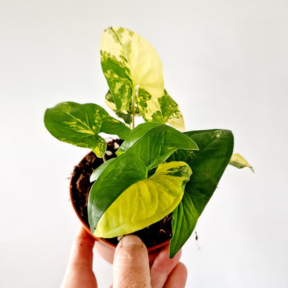 Syngonium Aurea multiple Houseplants in each 14cm pot (3)