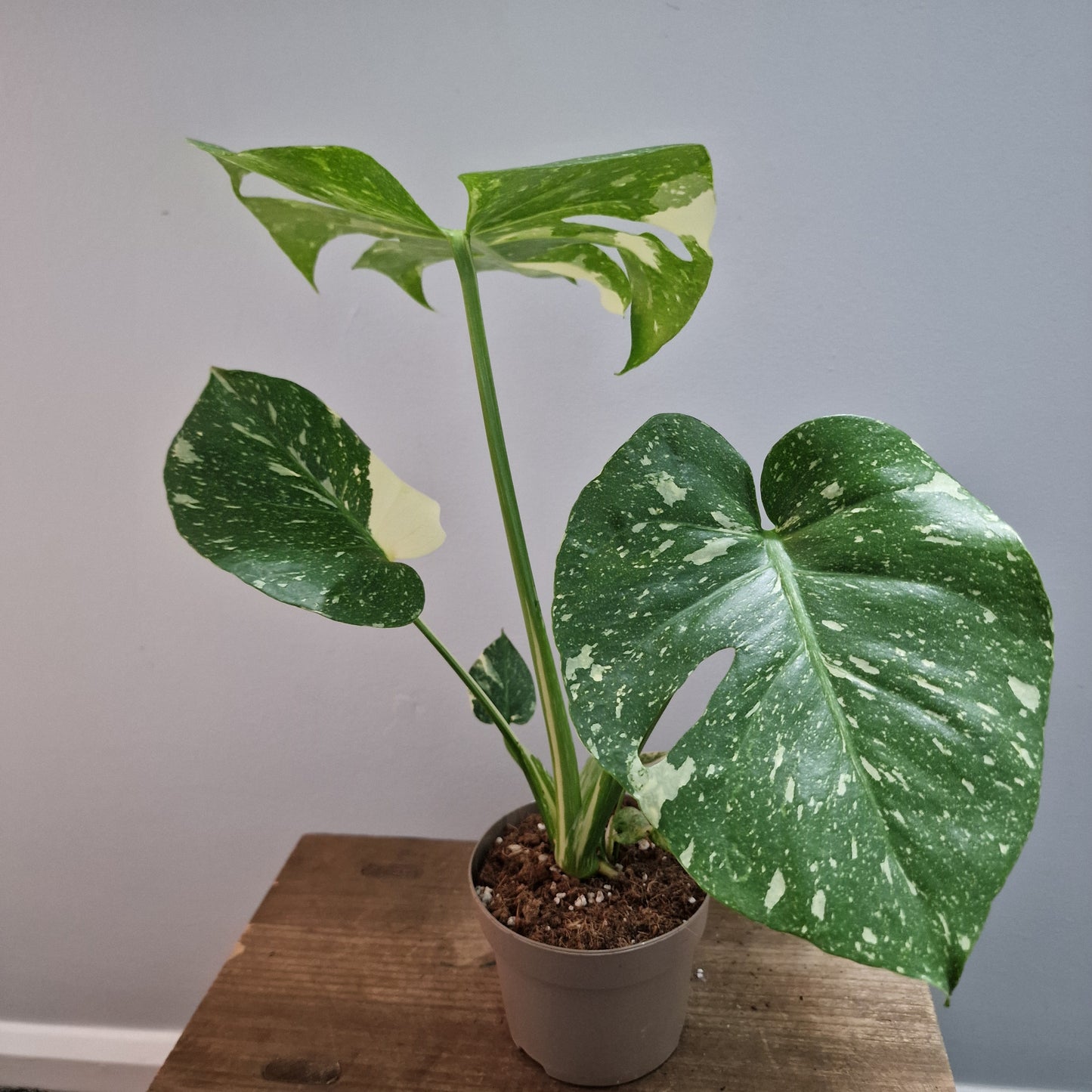 Monstera Thai Constellation Houseplant 12cm pot (4)