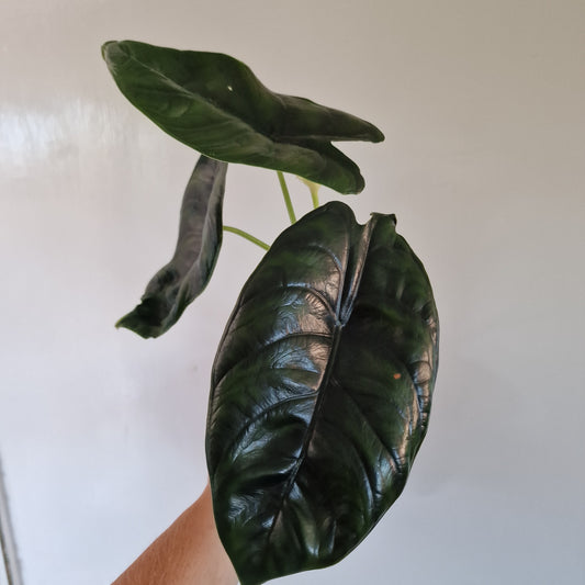 Alocasia Green Unicorn Double the growth Houseplant 14cm pot