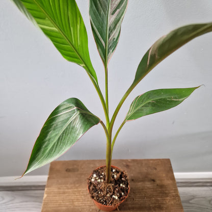 Musa Nono Rare Houseplant approx 40cm tall 10.5cm pot (1)