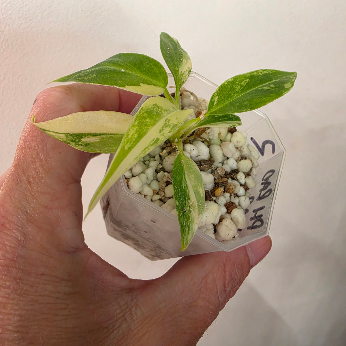 Philodendron Radiatum Variegatum – Exact Plant #2