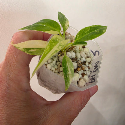 Philodendron Radiatum Variegatum – Exact Plant #2
