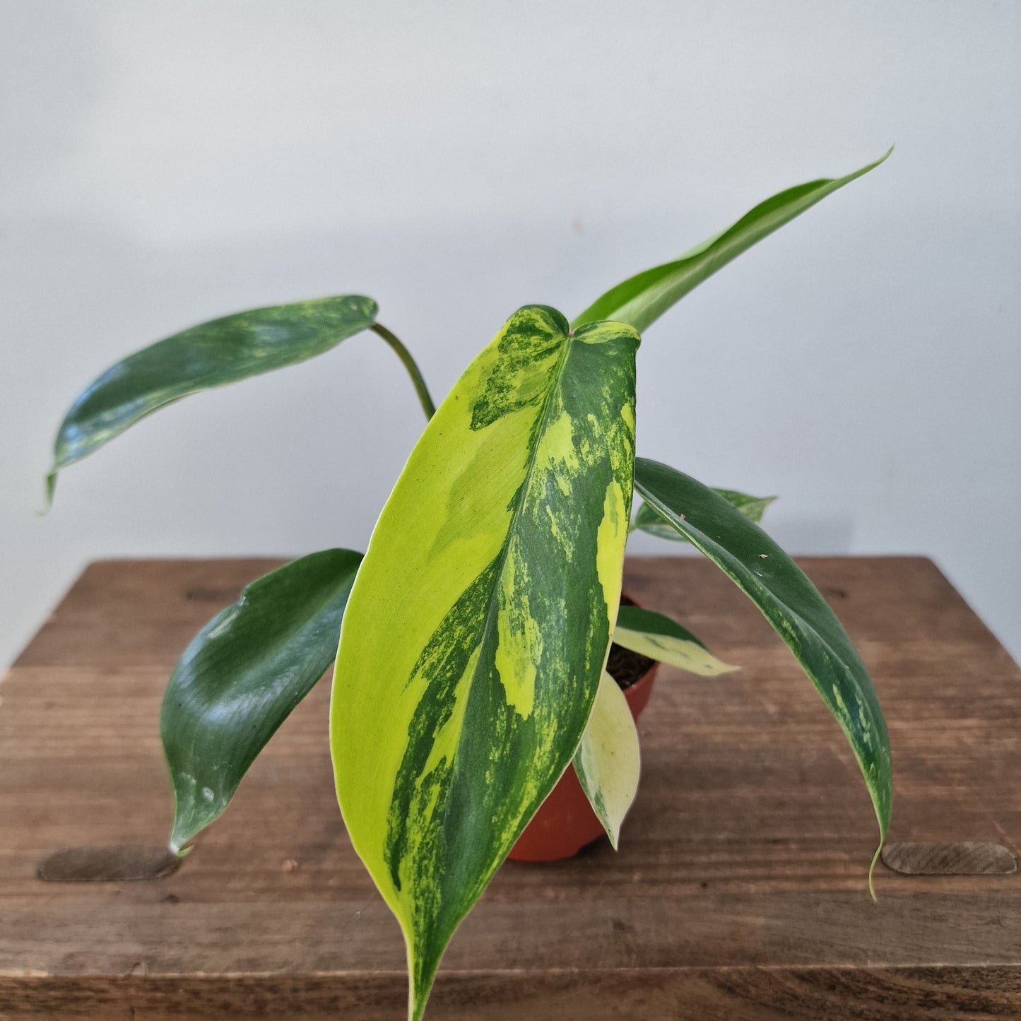 Philodendron Florida Beauty – 7cm Pot (#2)