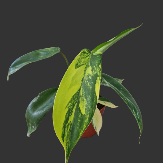 Philodendron Florida Beauty – 7cm Pot (#2)